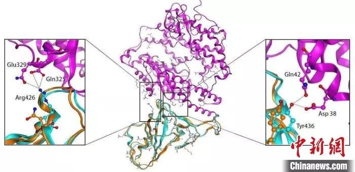 计算机模型：病毒S蛋白与人ACEⅡ蛋白结合示意图  中科院上海巴斯德所/供图