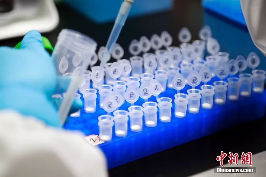 2月1日，科研人员在演示新型冠状病毒mRNA疫苗研发实验过程。汤彦俊 摄
