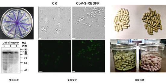 图2  COVID-19 病毒RBD-FP域酵母疫苗株筛选及其口服制剂