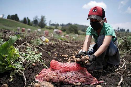 ▲3月27日，一名戴口罩的哥伦比亚少年在地里采集土豆。（路透社）