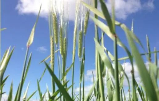资料图 图自澳大利亚广播公司（ABC）
