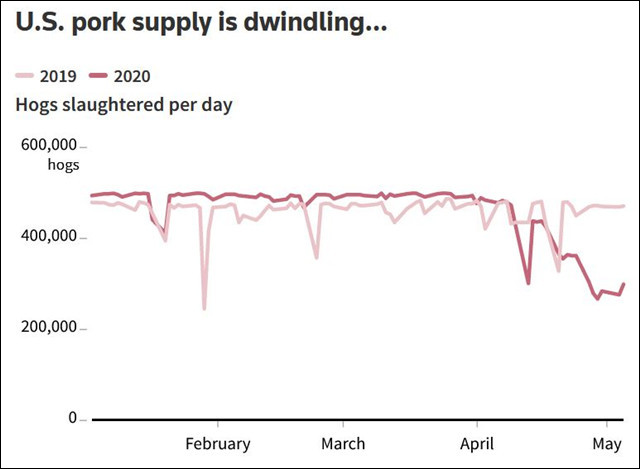 美国国内猪肉供应趋势图  数据来自美国农业部，截图自路透社报道（下同）