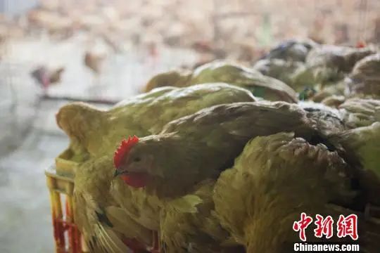 资料图：活禽销售。张亨伟 摄