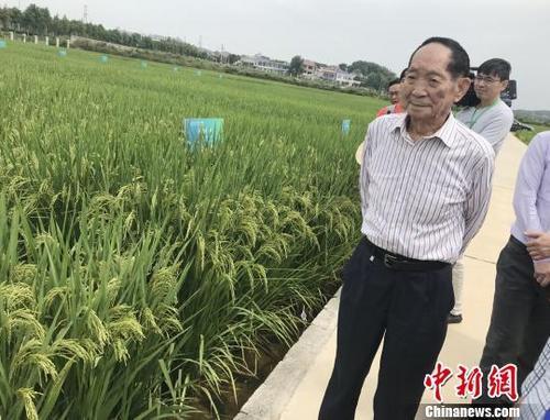 资料图：袁隆平正在田间察看水稻生长情况。　唐小晴 摄