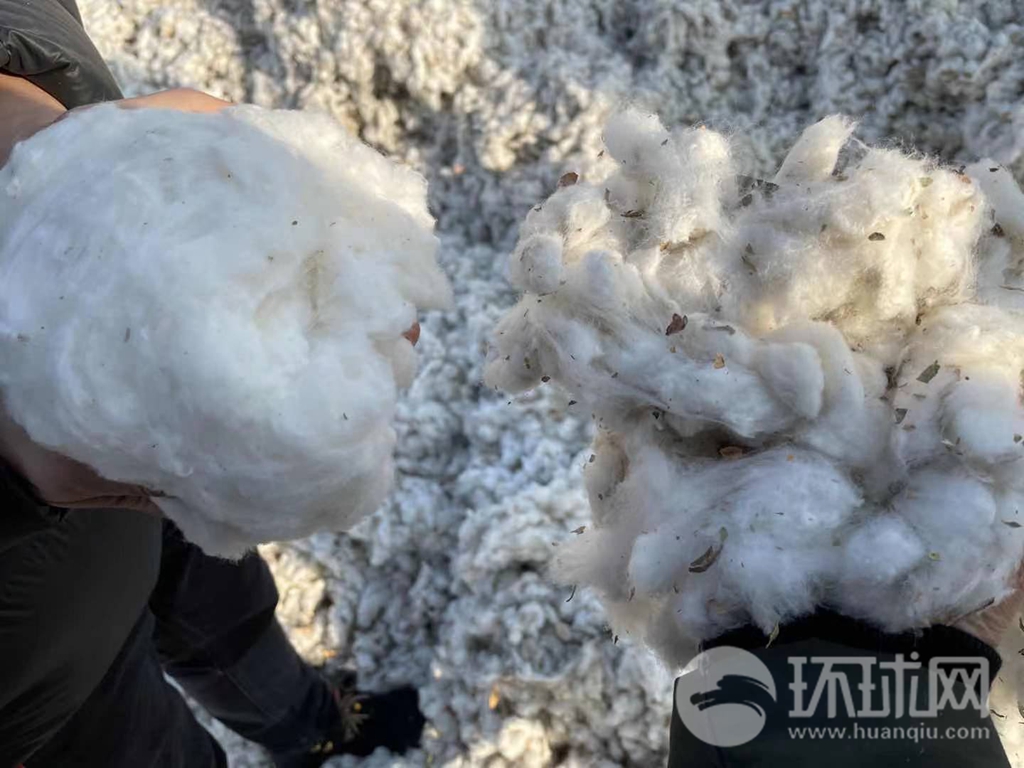 皮棉（图右侧）与经轧花机初步加工过的棉花对比