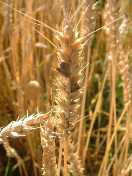 小麦和毒麦都有可能被麦角菌感染，图中黑色物质是麦角在小麦上产生的黑色子实体。麦角菌能产生具有致幻作用的生物碱。图片来源：wikipedia