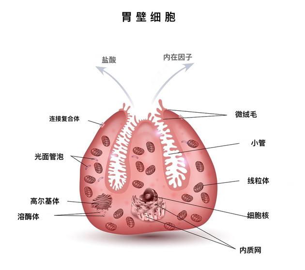 胃壁细胞结构