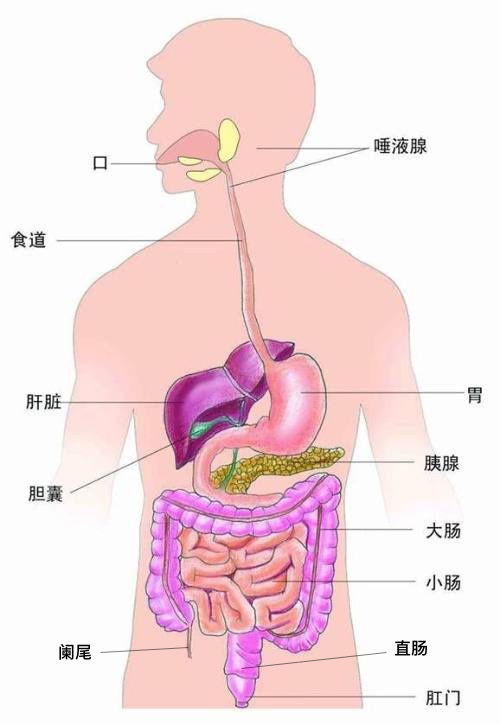 消化系统完整示意图