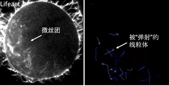 　微丝将线粒体向各个方向弹射，像是上演一场惊险刺激的蹦极。|Nature