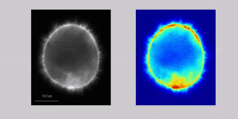 在细胞内旋转的微丝团。|Journal of Cell Biology