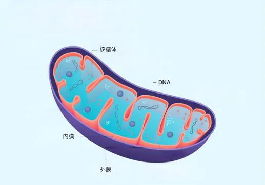 线粒体的内部结构。它为细胞的各种活动提供能量。| genebase