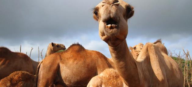 在肯尼亚，随着干旱越来越频繁，越来越多的牧民放弃饲养其他牲畜，转而饲养更具忍耐力的骆驼