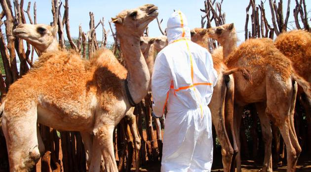 接近骆驼并采集血样或拭子需要相当谨慎