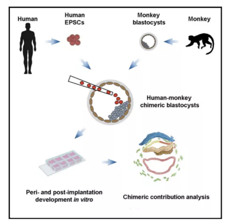 “人-猴嵌合体胚胎”的研究模式。图源：Cell杂志。