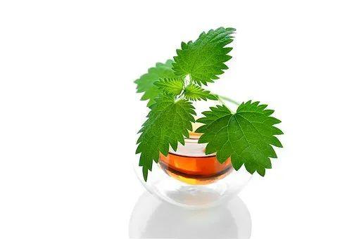 金皮树的亲戚荨麻虽然也扎人，但可以制成茶叶。图片来源：pixabay