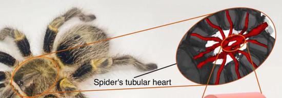 图 | 蜘蛛心脏位置（来源：受访者）