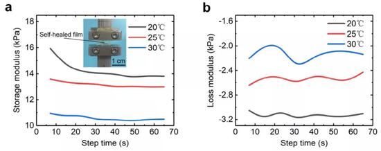 图 | 自愈膜的储能模量及损耗模量测试（来源：受访者）