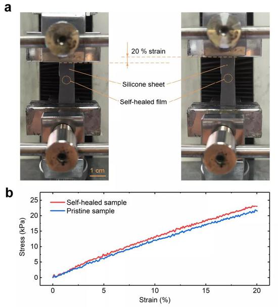 图 | 自愈膜与硅橡胶膜的粘接拉伸测试（来源：受访者）