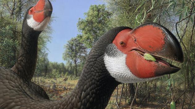 牛顿巨鸟是澳洲一种大型不会飞的鸟，于5万年前灭绝。它们有巨型的喙，相信是肉食性的，但程度不明，可能是掠食者及食腐动物的混合，其身高可达2米。