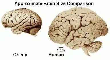 黑猩猩大脑 vs 人类大脑