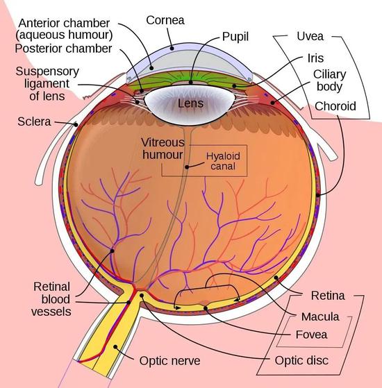 底部的 Fovea 就是中央凹的区域 | 图源：Rhcastihos