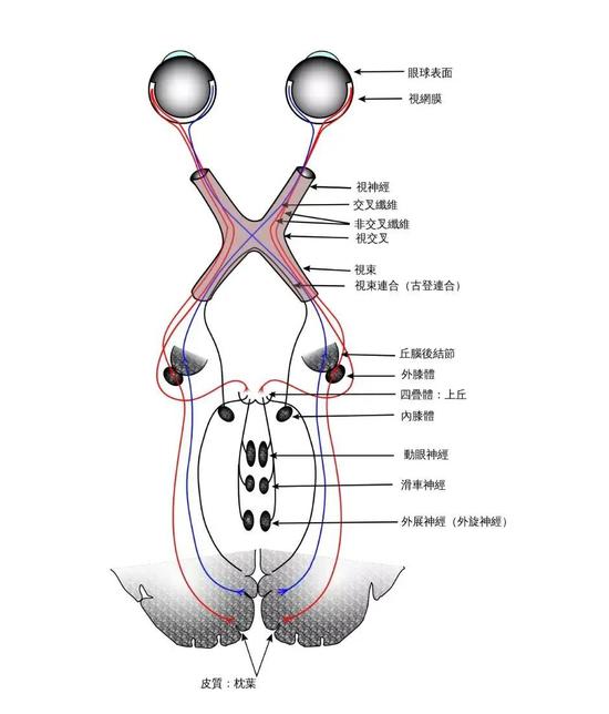 视觉系统 | 图源：WGray& Anatomy