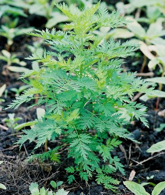 提取青蒿素的黄花蒿 图片来源：Scamperdale