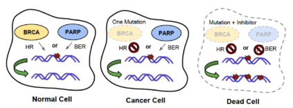 　PARP和BRCA合成致死示意图
