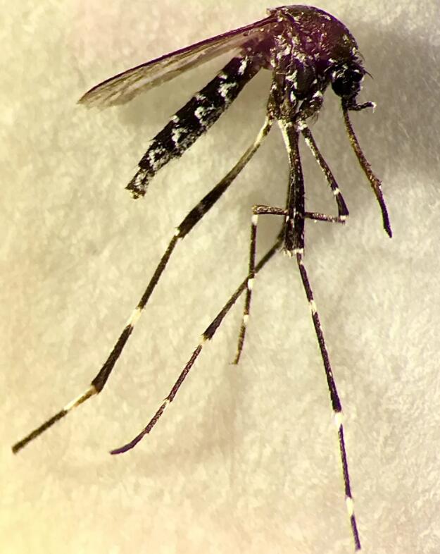 白点伊蚊也是登革热、黄热病和基孔肯雅热的传播媒介
