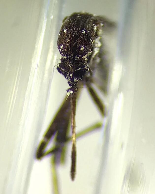 在古巴发现的白点伊蚊，此前还从未在西半球发现过