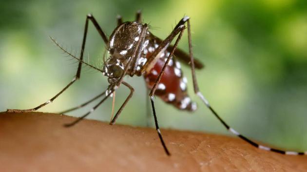 白纹伊蚊是传播登革热、黄热病和基孔肯雅热的媒介，现在几乎遍布地球上的每个国家