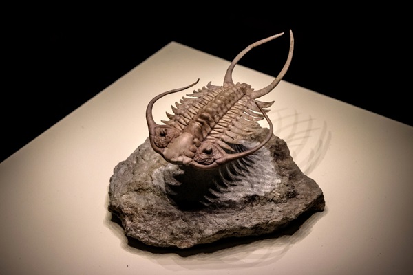 图为地球上最早的节肢动物之一、三叶虫的化石。三叶虫在奥陶纪一度称霸过全世界