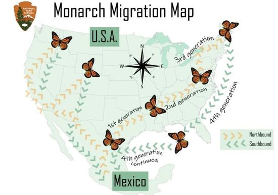 君主斑蝶经历4代的迁徙接力 | 图源：Wikipedia