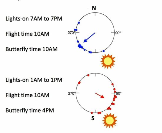 　君主斑蝶正常节律对照组（蓝点）和节律打乱实验组（红点）的飞行方向 | 图源：iBiology