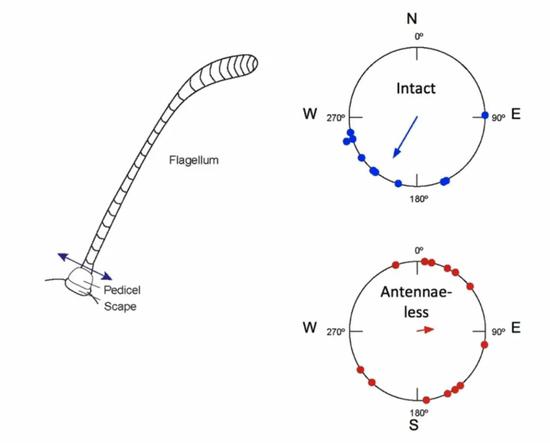 　触角完整的君主斑蝶对照组（蓝点）和触角缺失的实验组（红点）的飞行方向 | 图源：iBiology