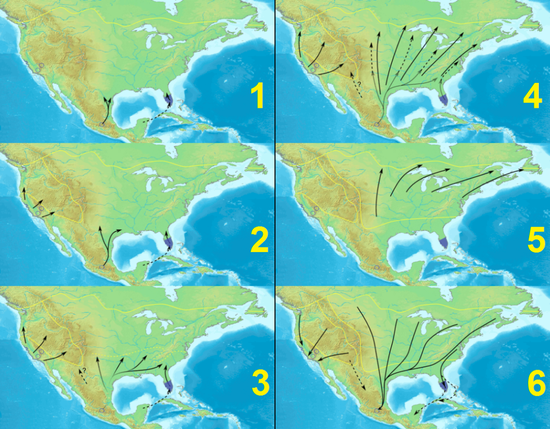 君主斑蝶从春季到秋季的迁徙路线 | 图源：Wikipedia