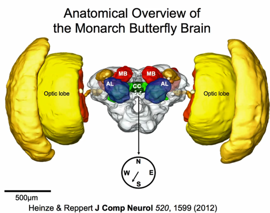 君主斑蝶脑中央的太阳罗盘系统（CC）| 图源：iBiology