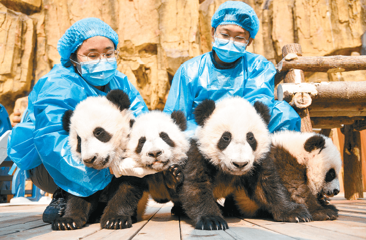 秦岭大熊猫研究中心 2020年繁育的 4只大熊猫幼仔起名后首次亮相，（左起）秦韵、秦秀、秦美、秦华向古城人民“拜年”。  央广网 图