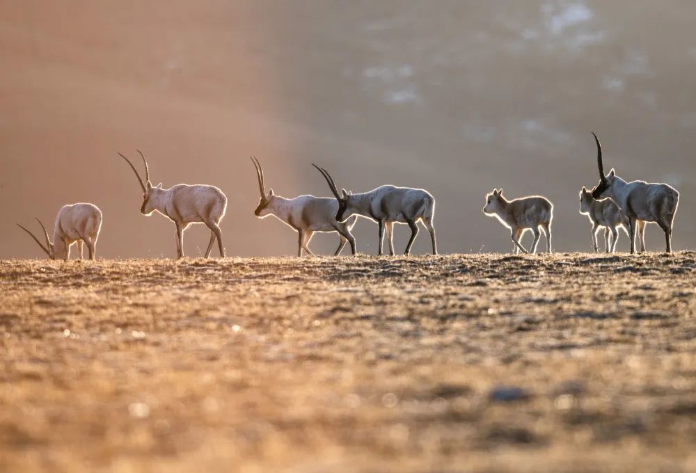 羌塘草原上的藏羚羊。（新华社记者 普布扎西 摄）