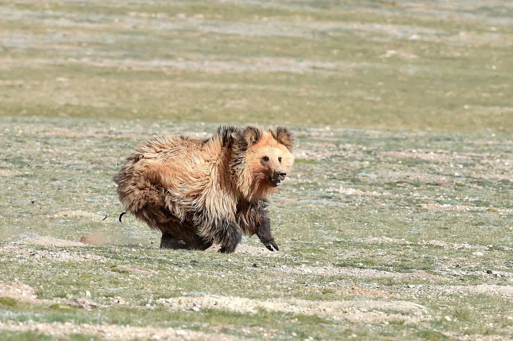 奔跑中的西藏棕熊。（新华社记者 觉果 摄）