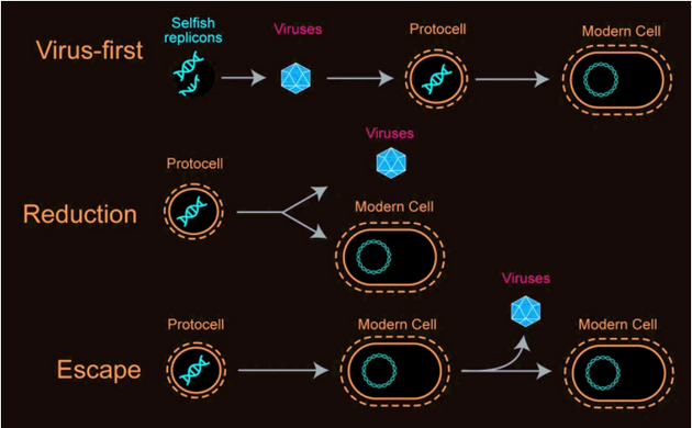 描述病毒可能起源的三种假说，从上到下分别是病毒先于细胞起源假说、退化假说和渐进假说（又称逃逸假说）