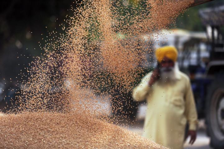 ▲2022年4月19日，在印度旁遮普邦阿姆利小麦收获的场景。图/新华社